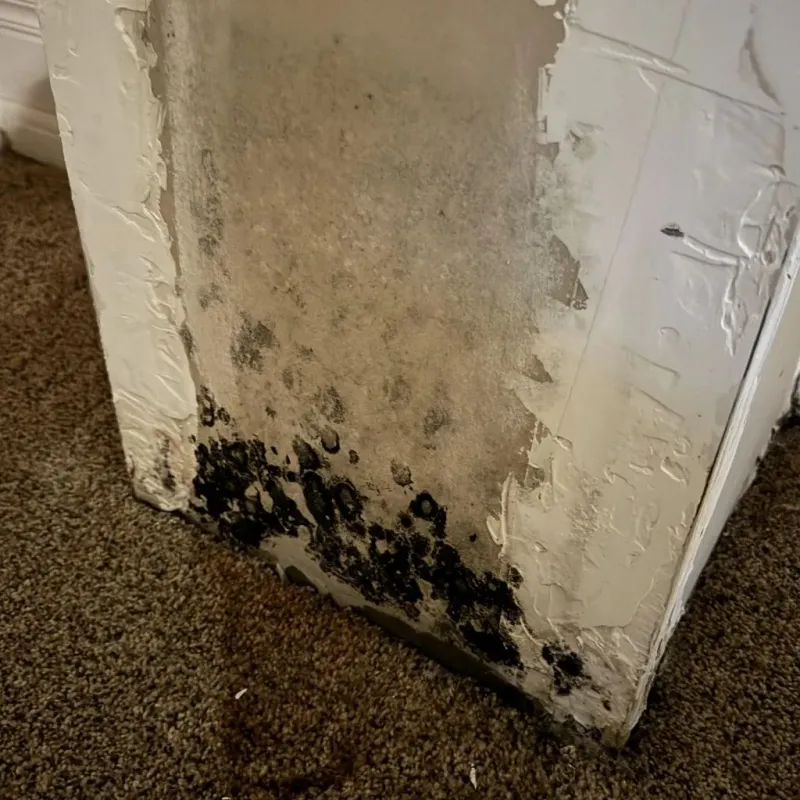 Professional Mold Removal in Clarence Center, NY